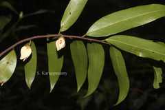 Goniothalamus wightii